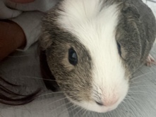 Guinea Pig – Two male guinea pigs – Fleetwood