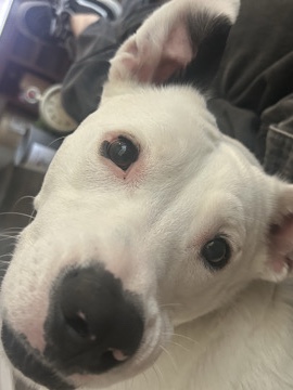 American Pit Bull Terrier – Huskey/ Pit Mix (Boo) – Mesa