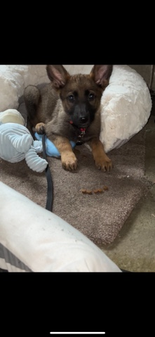 German Shepherd – German Shepard Pup