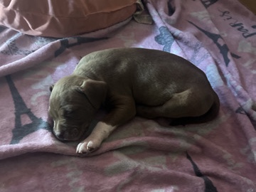 American Pit Bull Terrier – baby pit – Atlanta