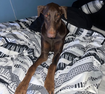 Doberman Pinscher – debo