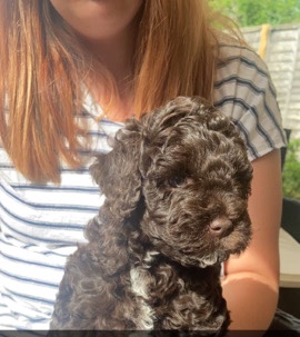 Cockapoo puppy
