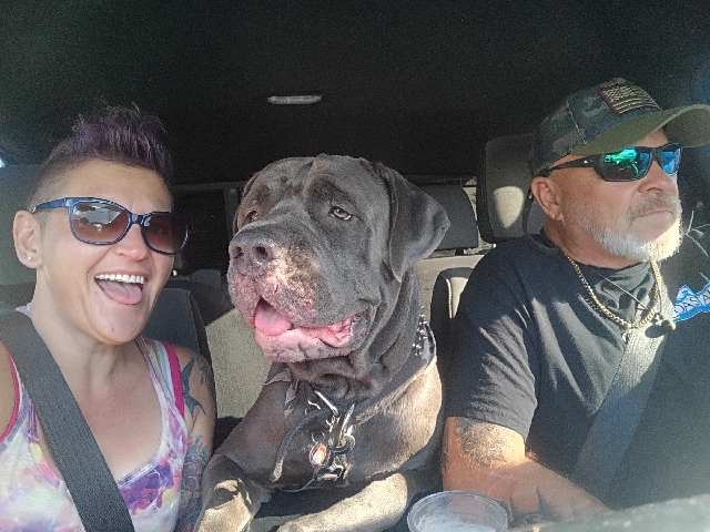 Cane Corso – KC Registered Cane Corso – 1.5 Years Old – Bradenton – Bradenton
