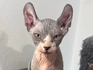 Sphynx – spynx cats – Mesa