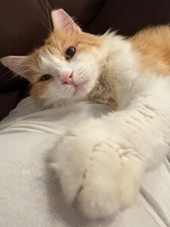 Maine Coon – Sweet, Affectionate Orange Cat