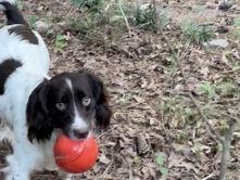 English Springer Spaniels