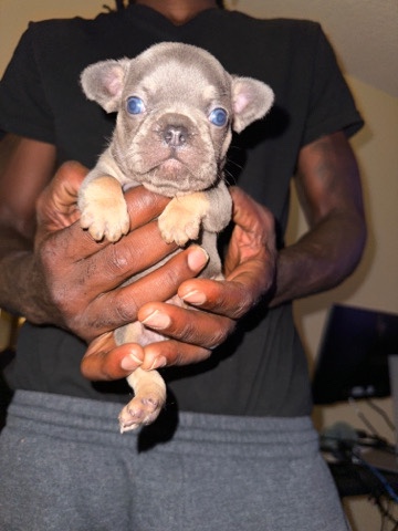 French Bulldog – Take Me Home