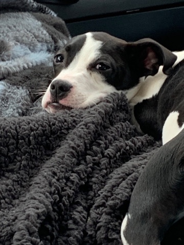 Rat Terrier – Lola ( in pa)