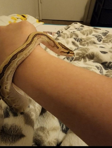 Ball python for sale