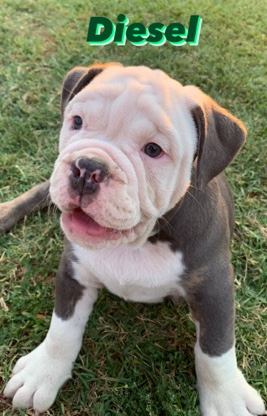 Olde English Bulldogge – Olde English Bulldogs