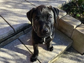 Boxador-Welpe Odin sucht neues Zuhause – Salzhemmendorf