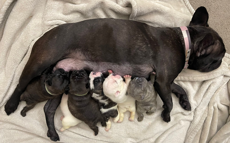 French Bulldog – Frenchies need a FURever home!