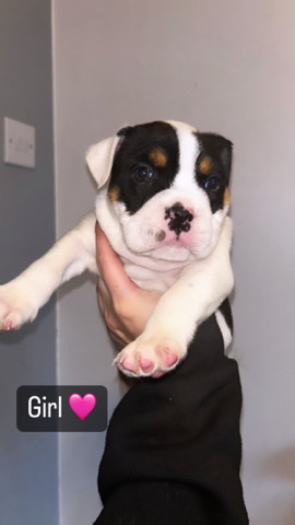 Staffordshire Bull Terrier – Bulldog X Staff puppies