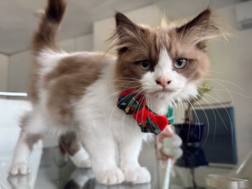 Ragdoll - Martha needs a new home! available for adoption in Torrance