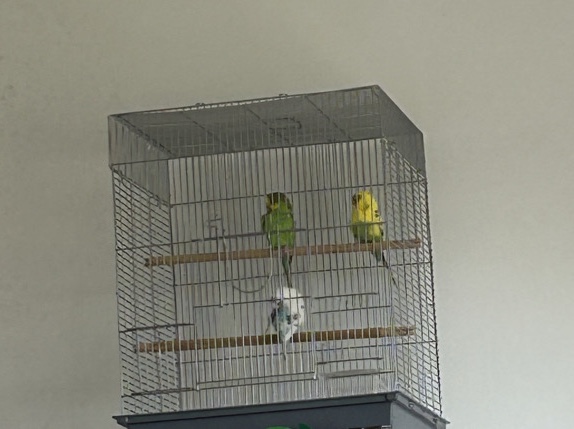 Parakeet – parakeets – Bloomingdale