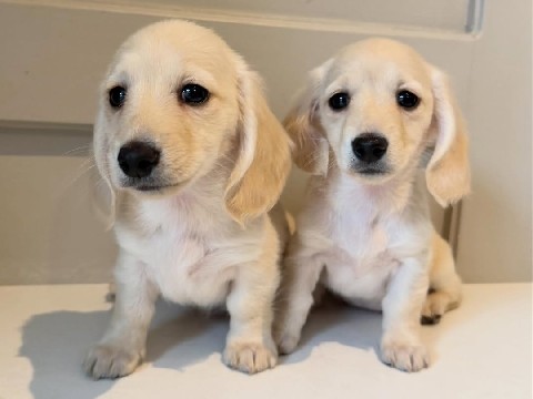 Dachshund – Super Adorable and healthy dachshund Puppies – Kansas City