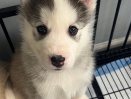 Siberian Husky – husky pups – Forest View
