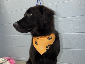 Labrador Retriever – Cash – Acworth