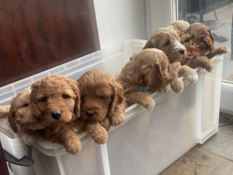 Cockapoo – cookerpoo – Chepstow