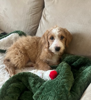 Labrador Retriever – labradoodle