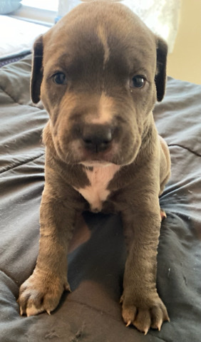American Pit Bull Terrier – American pit bull