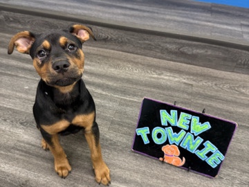Rottweiler – Friendly Rottweiler Puppy for Sale – 5 Months Old – Jacksonville