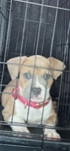 American Pit Bull Terrier – Coco Chanel