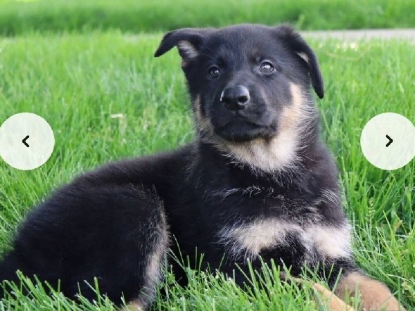 German Shepherd – Ms Kira – Fayetteville