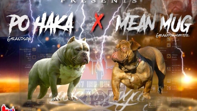 American Bulldog – exotic Bullies available