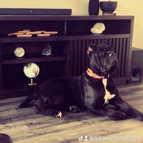 Cane Corso – Cane Corso Pups