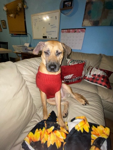 Finnish Hound – Rascal