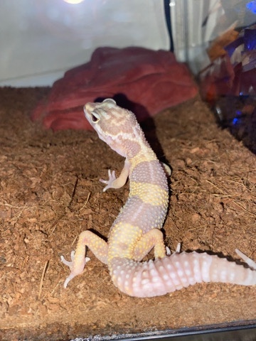 Any – Lepoard gecko