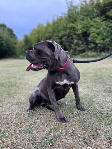 Cane Corso – female cane corso