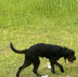 Giant Schnauzer – sell to a good home