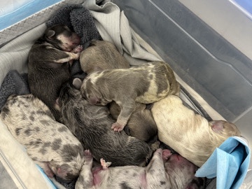 Will be ready for valentine’s 