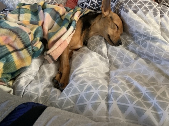 Chihuahua – Rehoming Small - house trained dog – Coraopolis