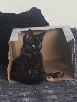 Really adorable kitten