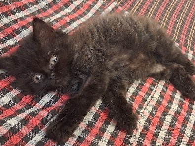 Persian (Modern) – kitten – New Delhi