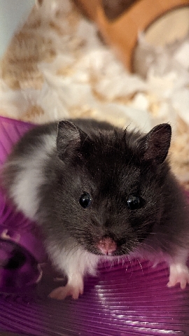 Any – Female Syrian Hamster