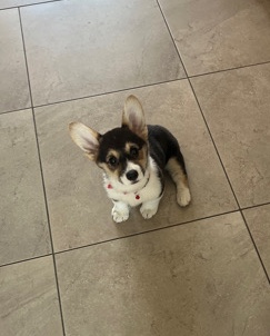 Pembroke Welsh Corgi – Welch pembroke corgi