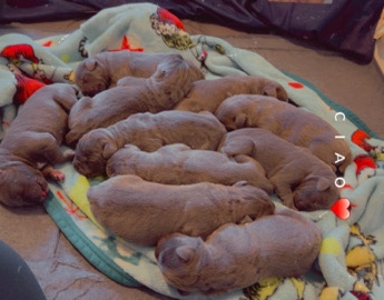 Cane Corso – cane corso pups AKC