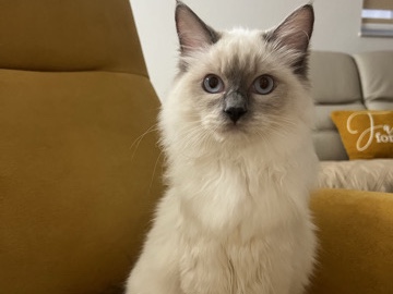 Ragdoll – Daisy – Hialeah