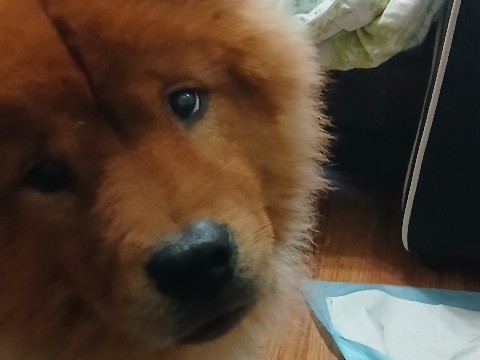 adorable chow chow 