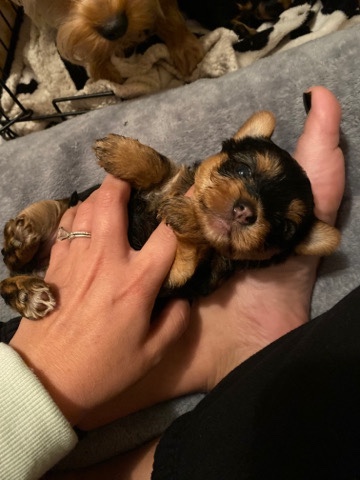Yorkshire Terrier – A Touch Of Serendipity