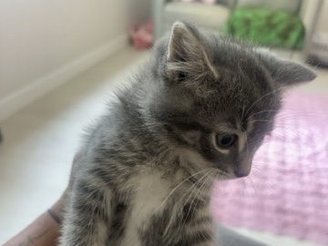 kitten looking for a home – Minneapolis
