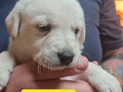 Labrador Retriever – reinrassige labrador welpen