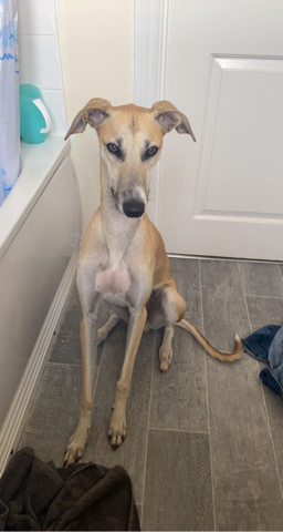 lurcher pup
