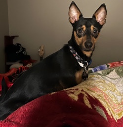 Chihuahua – Miguel