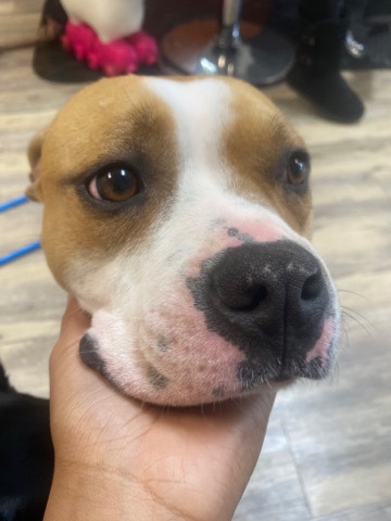 American Pit Bull Terrier – (china)