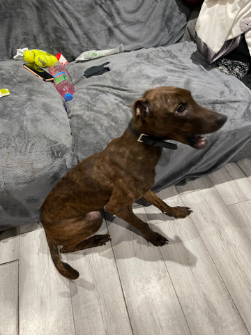 Doberman Pinscher – adorable excitable Dobbie cross